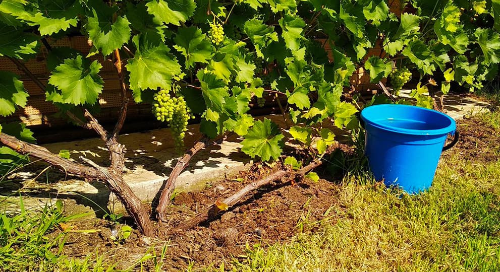 Уход за виноградом в августе - полезные статьи о садоводстве отAgro-Market24