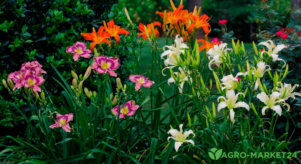 Лилейники в саду: ландшафтные хитрости, сочетание с другими растениями, фото