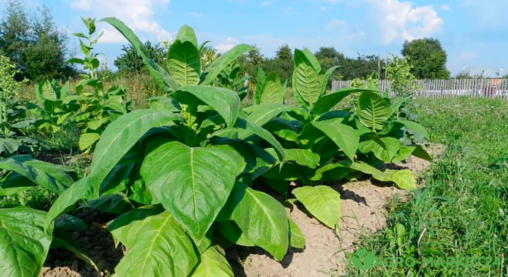 Сорта табака для выращивания в домашних условиях