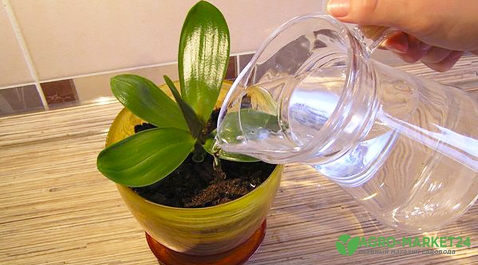 Как правильно поливать орхидею после пересадки?