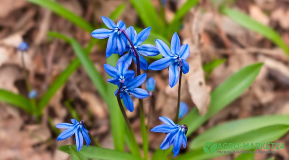голубые маленькие цветочки весенние
