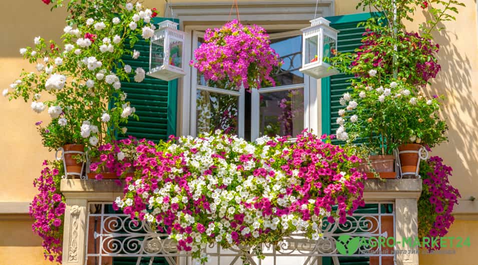 Как вырастить и ухаживать за розами на балконе - советы специалистов