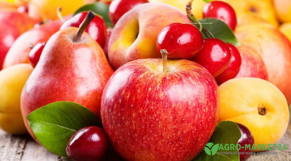 Что можно посадить рядом с вишней? Сажать ли яблоню, сливу, грушу, абрикос, персик, малину и смородину, и другие растения? Ограничения и совместимость