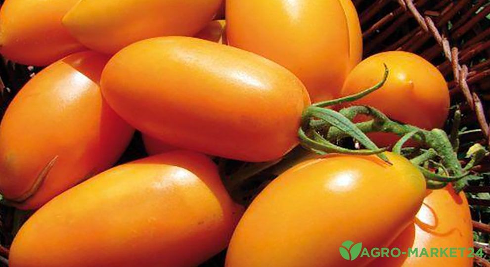 pomidorka5-min.jpg