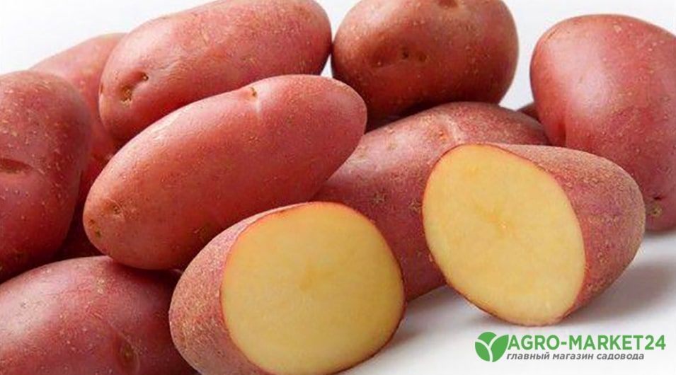 Суперранние сорта картофеля: виды и сорта - Agro-Market24