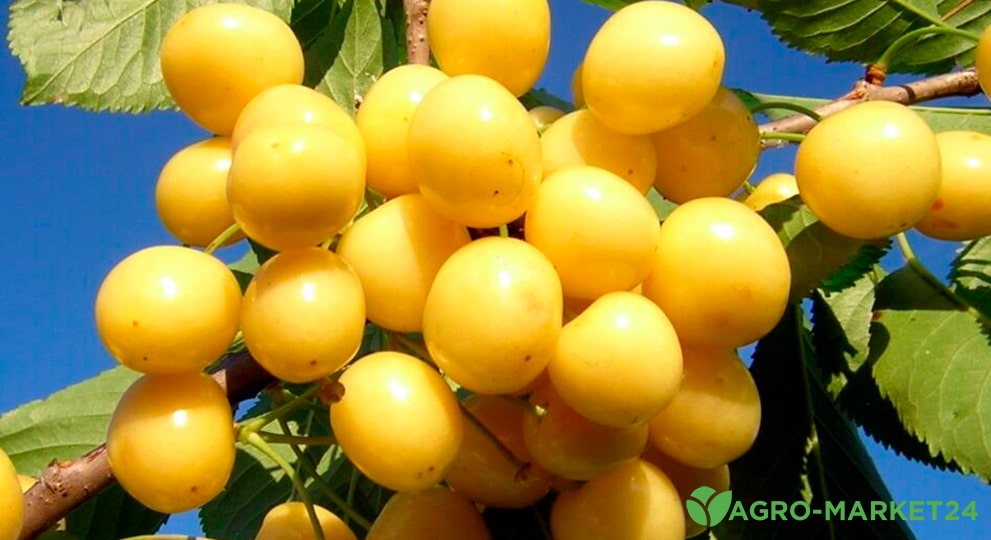 Сорта и виды желтой черешни - Agro-Market24