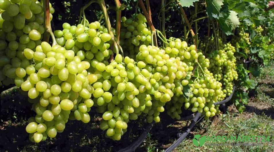 Биопрепараты для винограда: препараты для обработки винограда -Agro-Market24