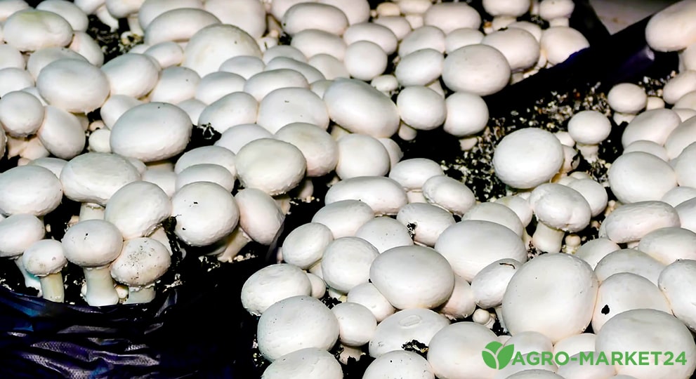 Как вырастить грибы у себя дома
