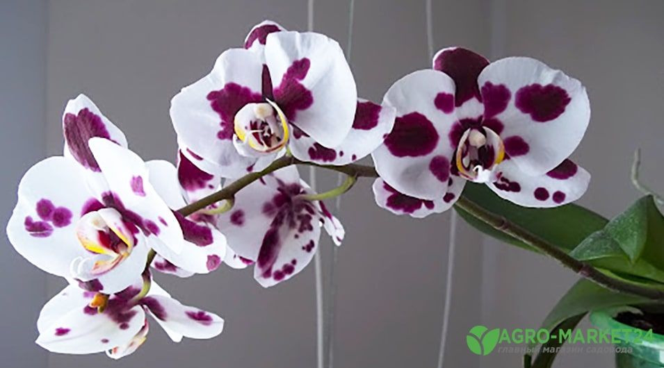 Освещение орхидеи