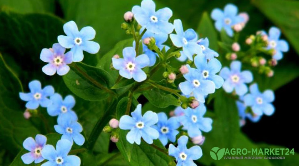 42 растения с синими цветками | Дизайн участка (вторсырье-м.рф)