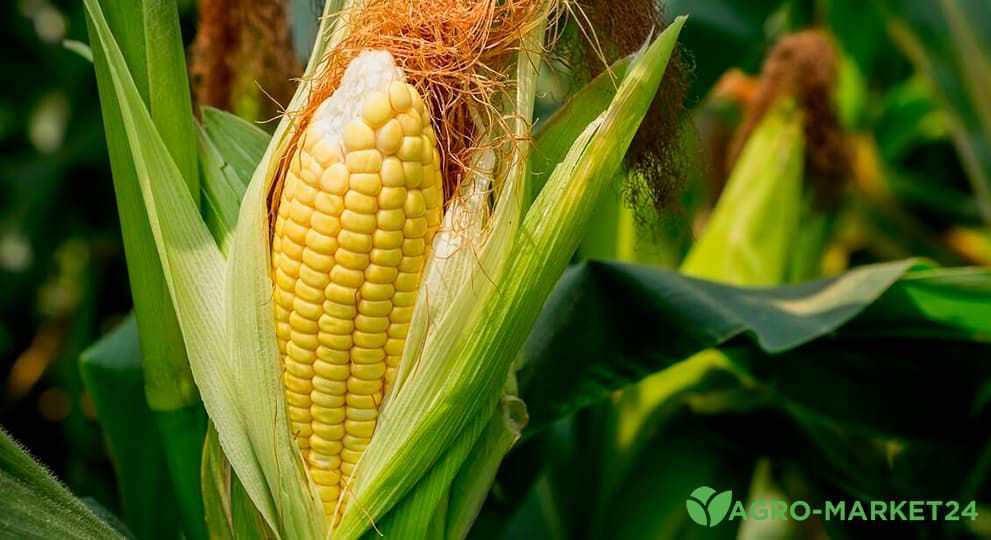 Как сажать кукурузу: схема посадки кукурузы - Agro-Market24