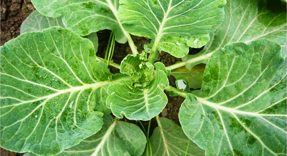 Не завязываются кочаны у капусты - полезные статьи о садоводстве отAgro-Market24