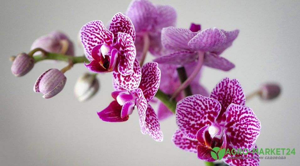 Орхидея опадают цветы что с ней делать