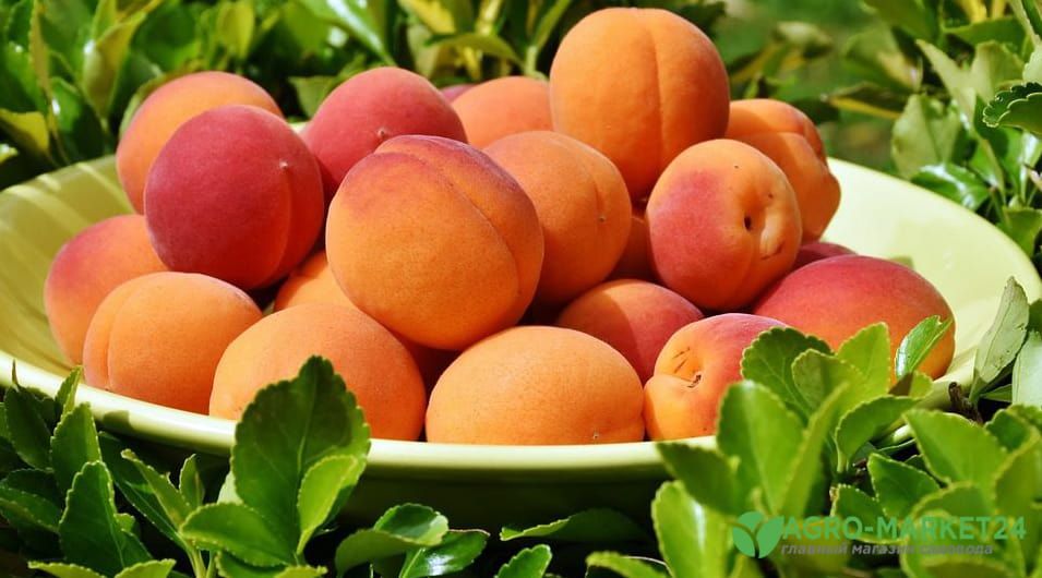 Сорта абрикоса: описание сортов абрикоса - Agro-Market24