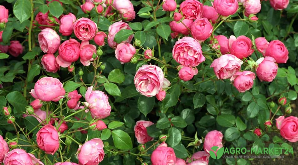 Роза дерево. Выращивание роз. | Газета Ванкувер