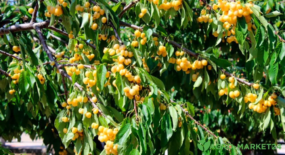 Сорта и виды желтой черешни - Agro-Market24