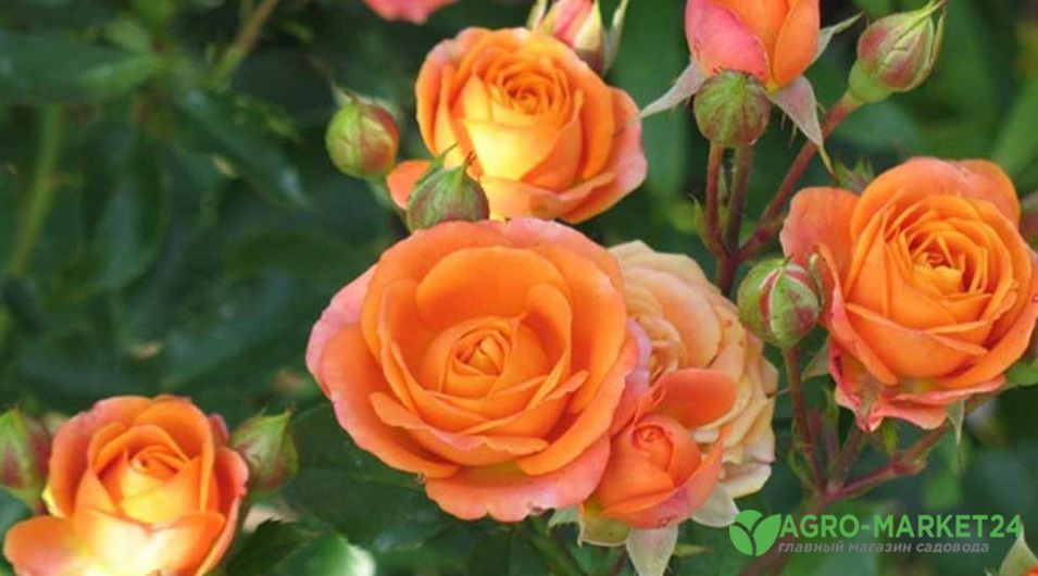 Сорта роз спрей: названия сортов с фотографиями и отзывами – самые популярные и красивые розы