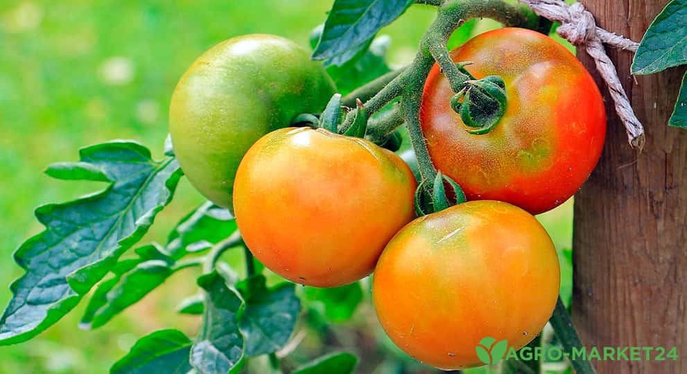 Почему желтеют листья у помидор в теплице: причины и способы решения