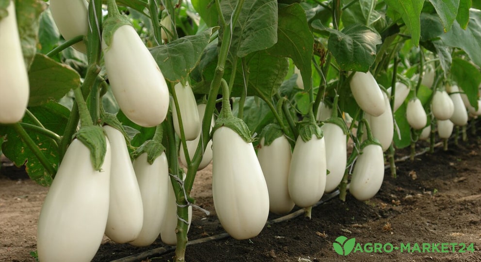 Белые баклажаны: описание сортов, выращивание