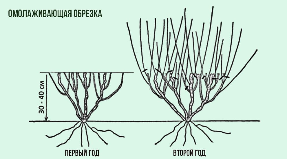 Обрезка деревьев осенью в Воронеже