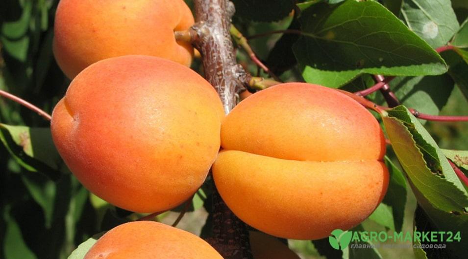 Колонновидный абрикос и его выращивание