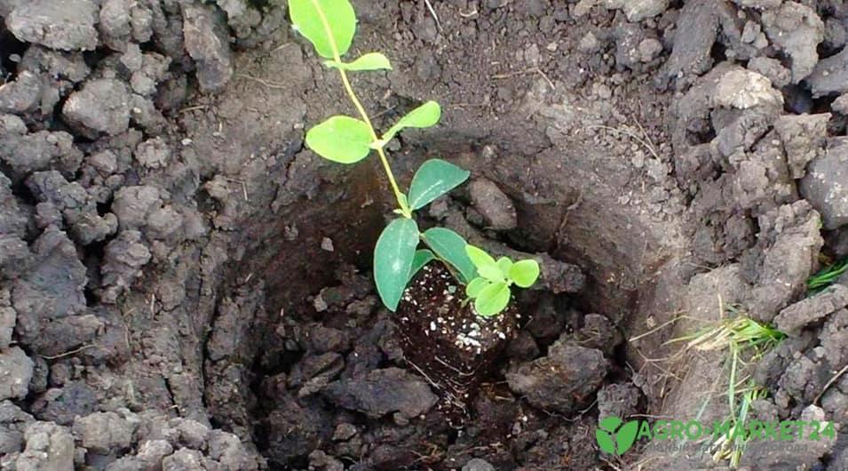 Как посадить жимолость: выращивание и уход за жимолостью - АгроМаркет24