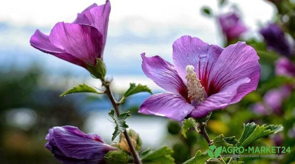 hibiscus6-min.jpg