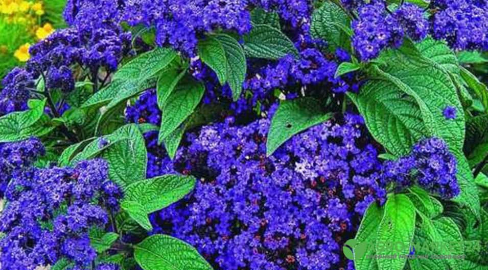 Голубые и синие цветы в вашем саду – фото, названия, сроки цветения