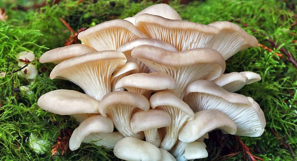 Бизнес на выращивании белых грибов в домашних условиях