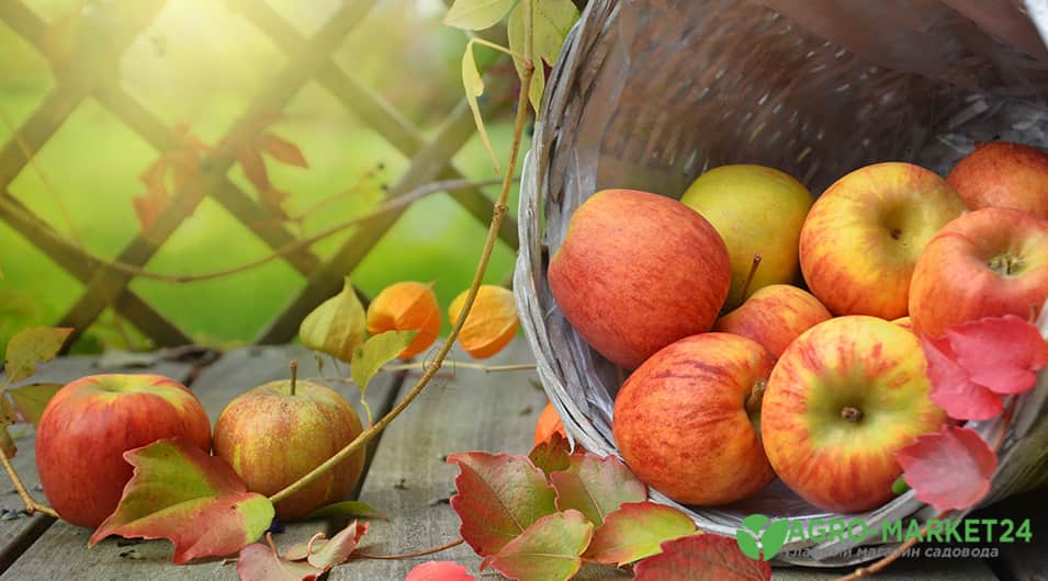 Выбор зимних поздних сортов яблонь с длительным сроком хранения плодов