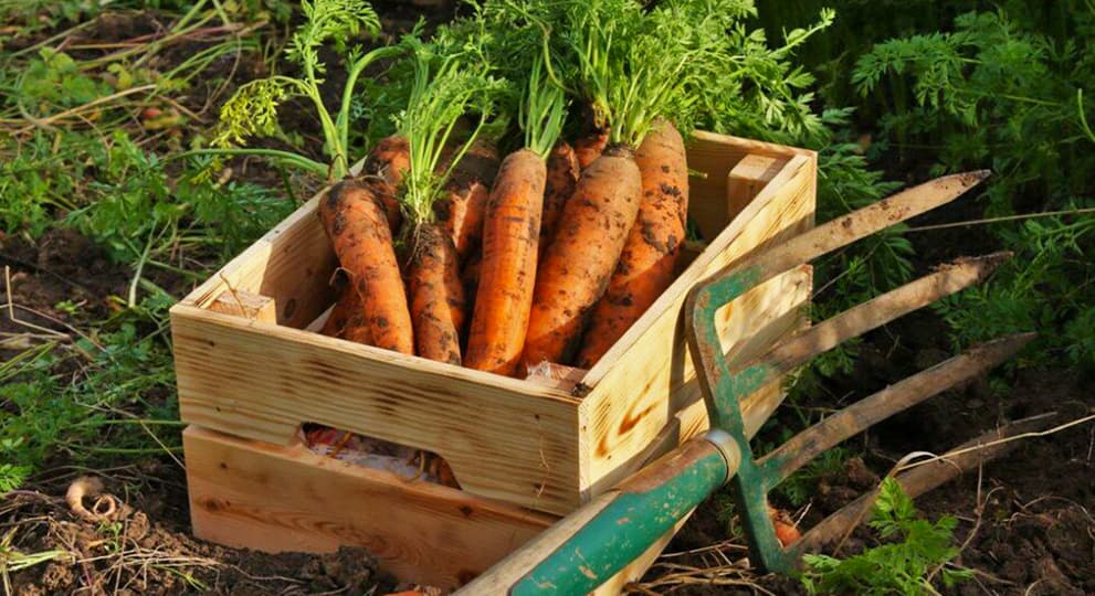 Когда и как собрать морковь: правильный подход к уборке урожая - полезныестатьи о садоводстве от Agro-Market24