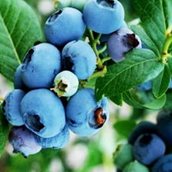 Голубика  темно-синяя (садовая черника) "Голубая россыпь" (среднего срока созревания) - фото 2