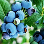 Голубика  темно-синяя (садовая черника) "Голубая россыпь" (среднего срока созревания)