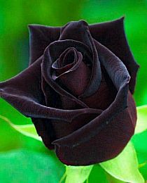 Роза чайно-гибридная Блэк Мэджик черно-красная (саженец класса АА+) высший сорт