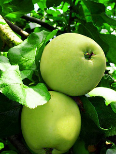 Эксклюзив! Яблоня светло-зеленая "Изумруд" (Emerald) (премиальный морозостойкий сорт)21