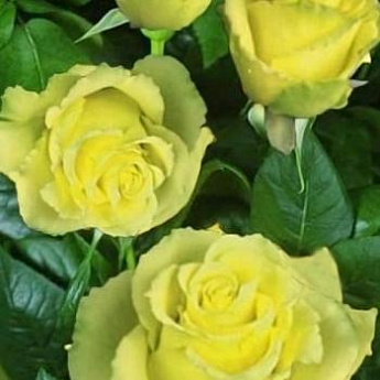 Роза чайно-гибридная лимонная с зеленым оттенком "Взгляд Луизы" (Louise's look) (саженец класса АА+, высокорослый сорт) - фото 3