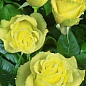 Роза чайно-гибридная лимонная с зеленым оттенком "Взгляд Луизы" (Louise's look) (саженец класса АА+, высокорослый сорт)