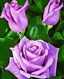 Роза чайно-гибридная Бархатная ночь (Velvet night) пурпурная (морозостойкий сорт)