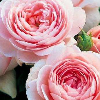 Роза английская светло-розовая "Виктория" (саженец класса АА+) высший сорт  - фото 3