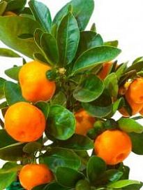 Мандарин ярко-оранжевый "Михо Васе" (средний срок созревания, высокоурожайный)