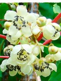 Киви Мальбэк опылитель (мужской цветок, один саженец опыляет до 5-6 растений)