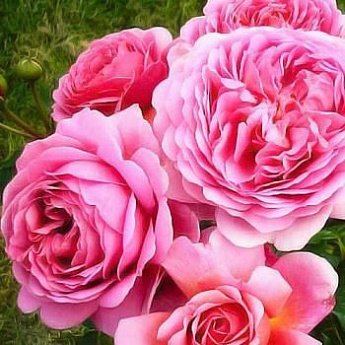 Роза шраб розовая "Принцесса Александра" (саженец класса АА+) высший сорт - фото 2