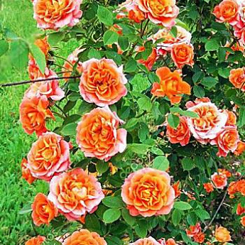 Роза плетистая оранжево-розовая "Роскошный вид" (Luxurious view) (саженец класса АА+, премиальный полумахровый сорт) - фото 3