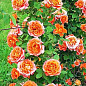 Роза плетистая оранжево-розовая "Роскошный вид" (Luxurious view) (саженец класса АА+, премиальный полумахровый сорт)