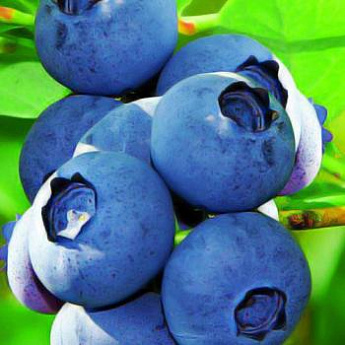 Голубика нежно-синяя (садовая черника) "Блюкроп" (средний срок созревания) - фото 2