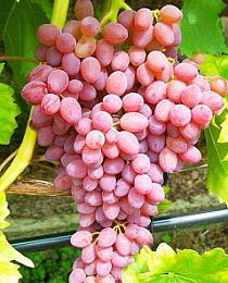 Виноград Лидия темно-розовый (столовый сорт, средний срок созревания)