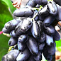 Виноград темно-синий "Байконур" (столовый сорт, ранний срок созревания)