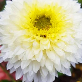 Хризантема махровая белая "Беппи Вайт" (Beppie White) - фото 2