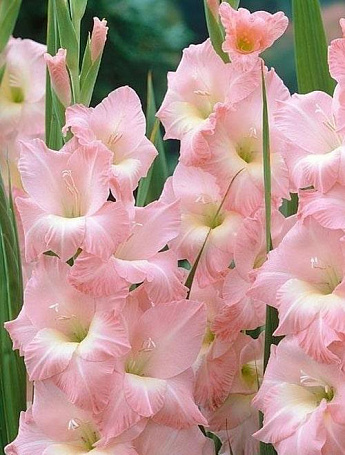 gladiolus pink supreme