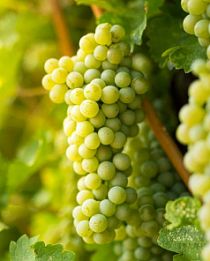Виноград белый "Совиньон" (винный сорт, средний срок созревания) (корневая окс)
